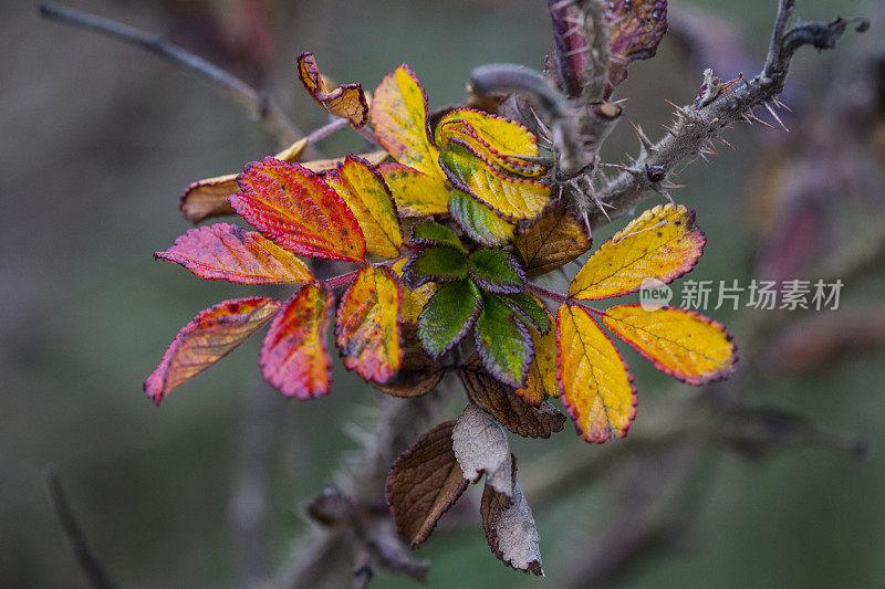 Rosa Rugosa Thunberg的《秋叶》